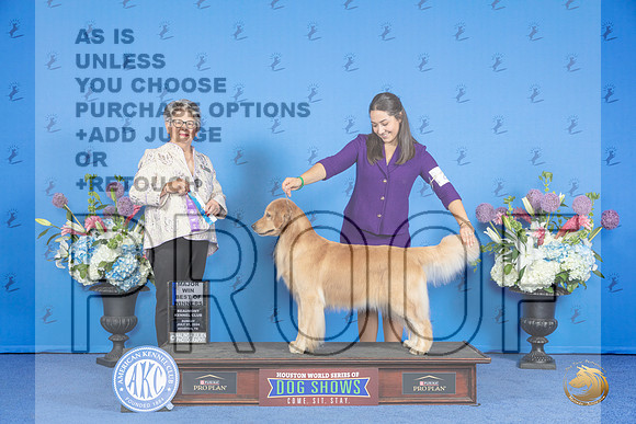 Golden Retriever #40 SUN WB BOW M Judge Sandra Lex__JP_0269_Houston_2024_HR3