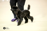 Poodle Sat Ring S2 2