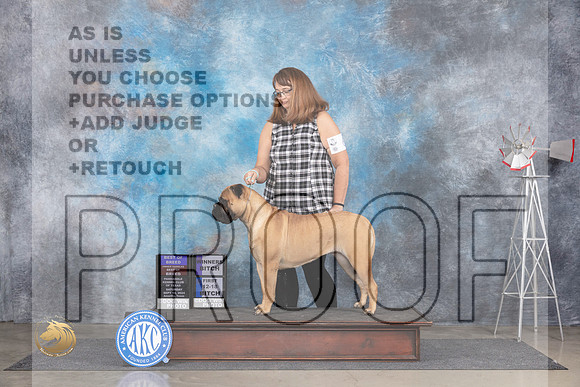 Bullmastiff #6 Sat BOBOHBOBWB Judge Gary Andersen__JP_5722_Amarillo_2024_HR3