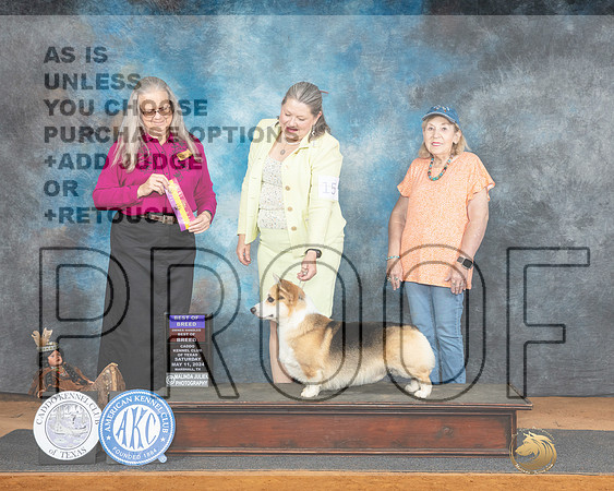 Pembroke Welsh Corgi #15 Fri BOBOHBOB Judge Denise Dean-_JP_7619e_Marshall_2024-HR3