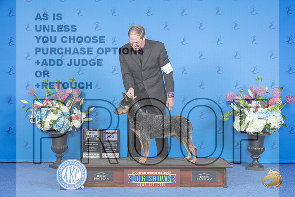 Australian Cattle Dog #11 SUN WD BOB M Judge James Moses__JP_0486_Houston_2024_HR3