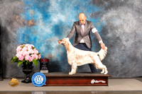 English Setter #8 WED BOP Judge Barbara Alderman