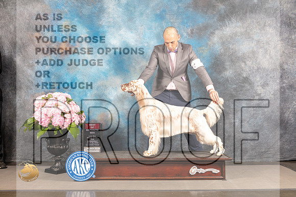 English Setter #8 WED BOP Judge Barbara Alderman_MJ_4861_Houston_2022_HR3
