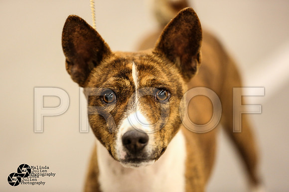 Bas-Hound Group Ring Sat-3