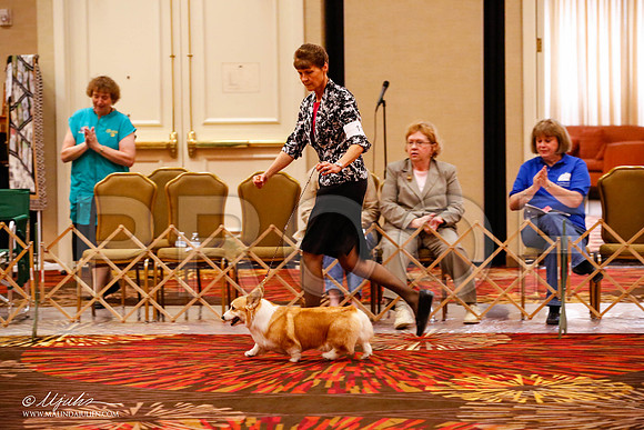 _JJ_9052-HstnCorgiFeb2015-HR3