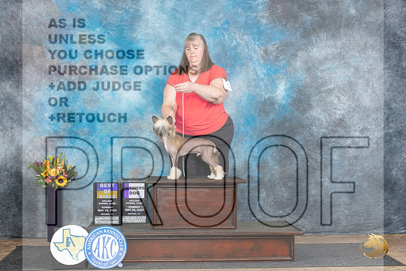 Chinese Crested #5 Sun BOB Judge Sandra Walker__JP_0013_Abilene_2024_HR3