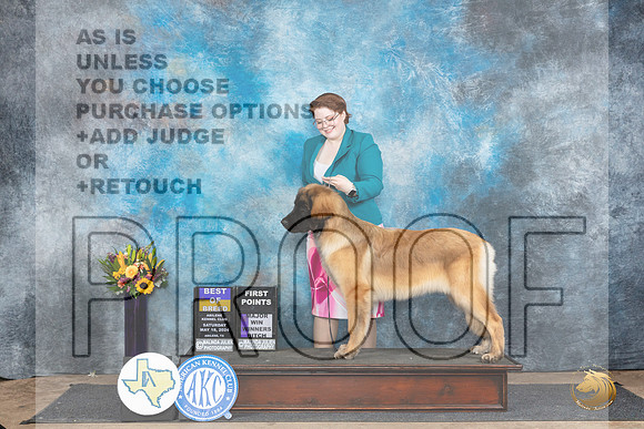 Leonburger #8 Sat BOBM Judge Sharol Candace Way__JP_9914_Abilene_2024_HR3