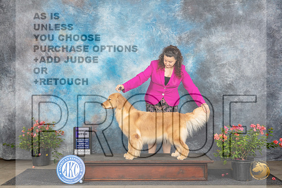 Golden Retriever #38 Sat WB Judge Wendy G Willhauck__JP_5948_San Antonio_2024_HR3
