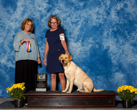 Retrievers Labrador #5 Sat BOB Vogel Ann Kristin Judge Sherry Anderson