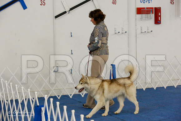 _M3_7964-AddisonHuskyMar2015-HR3