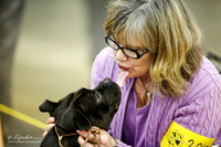 Teresa Collum Staffie Bull 1 HRD with edit