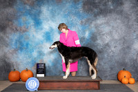 Borzoi #20 Sat WBM Judge Leonore Abordo