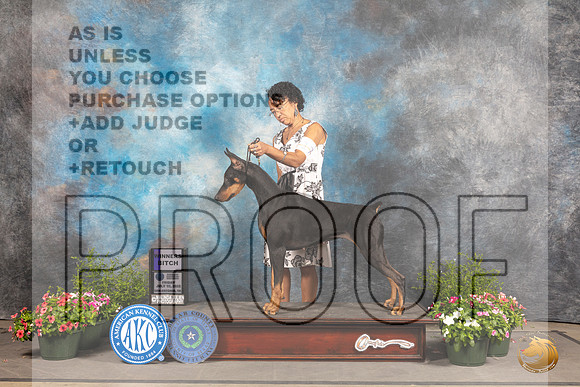 Doberman Pinscher #6 Fri WB Judge Jan Paulk r_MJ_1076_SA_2022_HR3