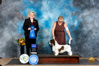 PBGV #6 Sat G1 Judge Vicki Abbott