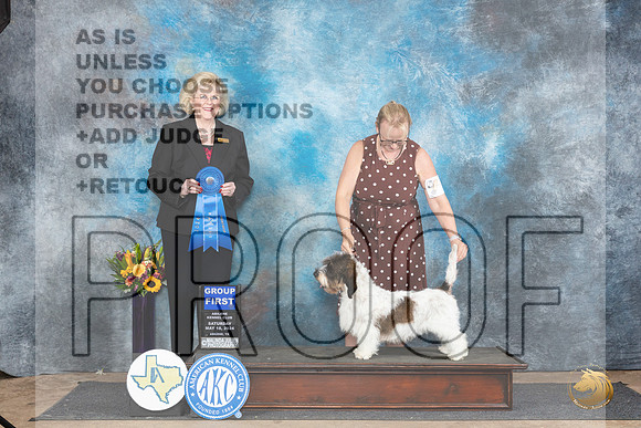PBGV #6 Sat G1 Judge Vicki Abbott__JP_9995_Abilene_2024_HR3