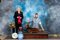 Dachshund #15 Sat G2 Judge Vicki Abbott