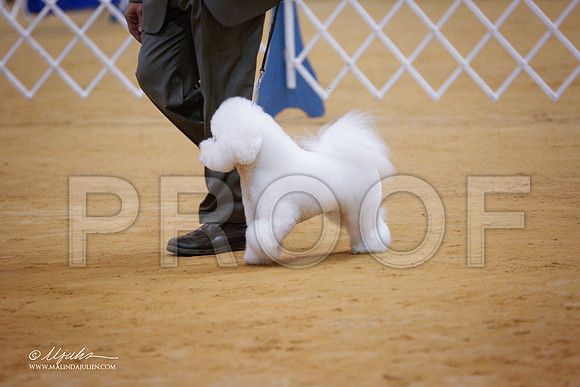 Bichon-4210-GRJan14-HR