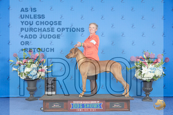 Rhodesian Ridgeback #21 FRI WD BOW M Judge Angela Pickett__JP_8798_Houston_2024_HR3