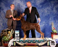 Doberman Pinscher #19 Sun BOB Dunlap Gail M Judge D Cline