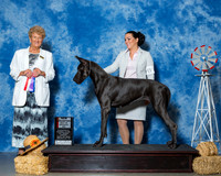 Great Danes #8 Fri BOS NC Geilow Kathy Maureen J Clark Jessica Sanchez Judge Mrs Patricia A Hess