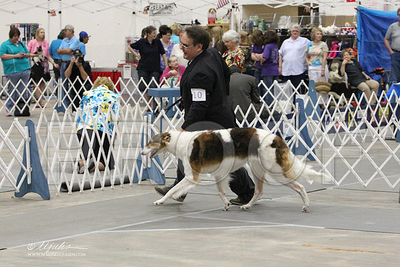 Borzoi-9715LR