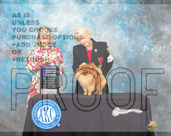 Pomeranian #43 Sat WB Judge Carol Prykosz-_MJ_0115e-HR3