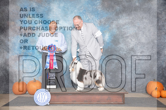 Shetland Sheepdog #32 RBIS Judge Hal Biermann__JP_9714_Humble_2024_HR3