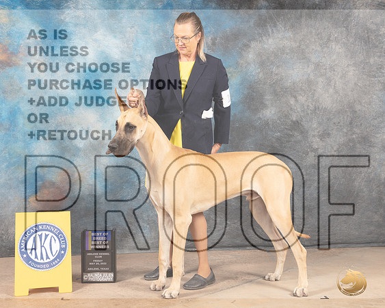 Great Dane #11 Fri WBBOWBOB Judge Joan Liebes-MMJ_3217-Addison2022-HR3