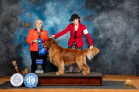 Golden Retriever #19 Fri G1 Judge Suzanne Dillin
