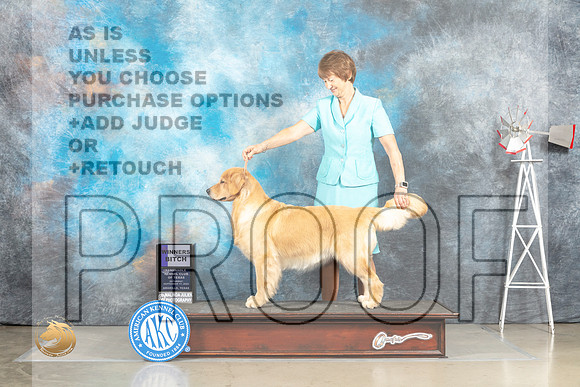 Golden Retriever #20 WB Judge Jill Warren_MJ_4419_Amarillo_2022_HR3
