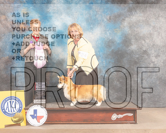 Pembroke Welsh Corgi #24 Fri BOS Judge Carol Braunstein-MMJ_7668-FW2022-HR3
