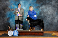 Bernese Mountain Dog #8 Sat WBBOBCH Judge James Fehring