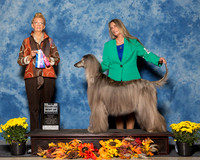 Afghan Hounds #6 Sat BOW NC Feeback Pat Debi J Golden Judge Ms Joanne M Buehler