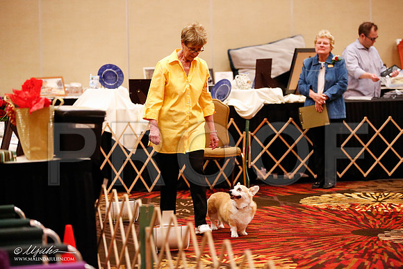 _JJ_7330-HstnCorgiFeb2015-HR3