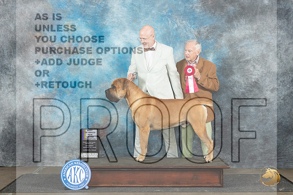Boerboel #5 Sat BOBGCH Judge Debra Thornton__JP_3567_Lubbock_2024_HR3