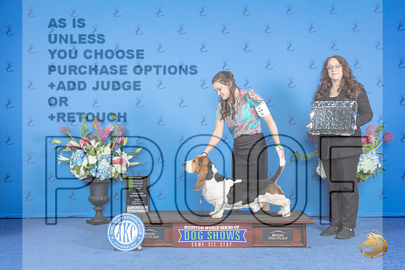 Basset Hound #5 FRI RBIS Judge Ann Yuhasz__JP_9502_Houston_2024_HR3