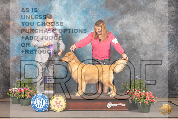 Golden Retriever #17 Thur WD Judge Darryl Vice_MJ_0027_SA_2022_HR3