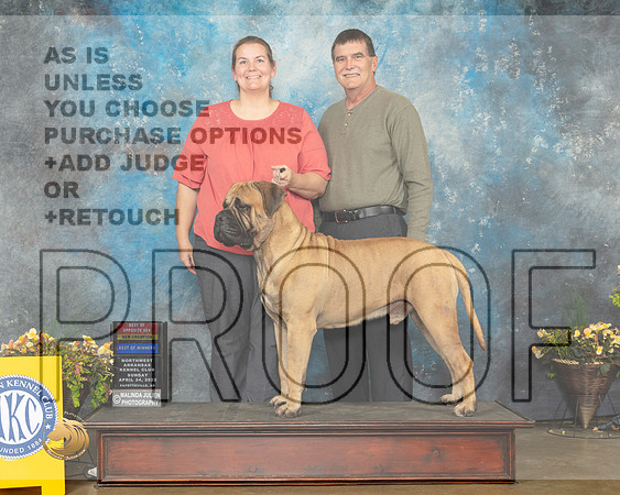 Bullmastiff #9 Sun BOWBOS Judge Jim Fehring-MMJ_1540-NWARK2022-HR3