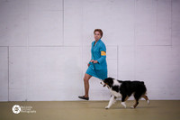 Australian Shepherd Herding Group Sun Ring S1