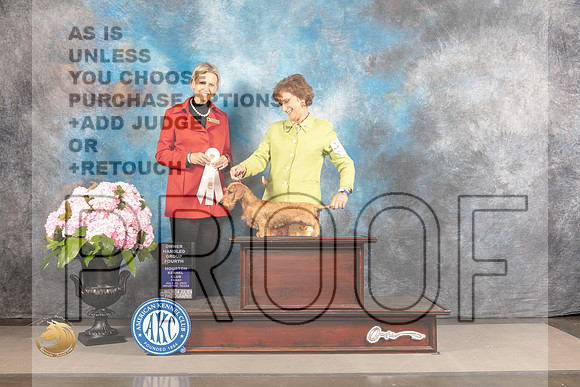 Dachshund Wire Haired #6 FRI G4 Judge Patricia Sosa_MJ_5859_Houston_2022_HR3