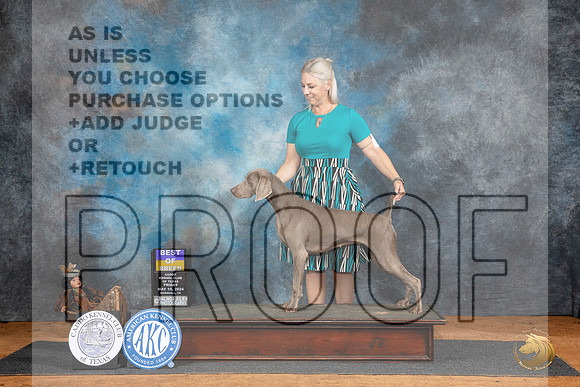 Weimaraner #6 Fri BOB__JP_7129_MARSHALL_2024_HR3