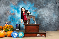 Italian Greyhound #17 Sun WDM Judge Shelley Hennessey