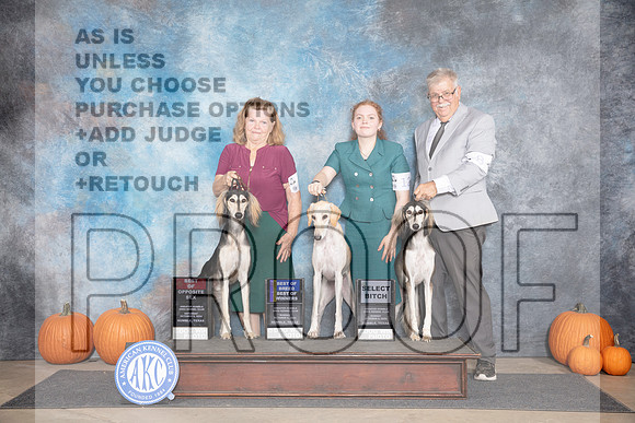 Saluki Fun BOS BOB SD M Judge Ann Roth__JP_9342_Humble_2024_HR3