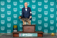 Border Terrier #446 Sun G4 Judge Stephanie Mueller