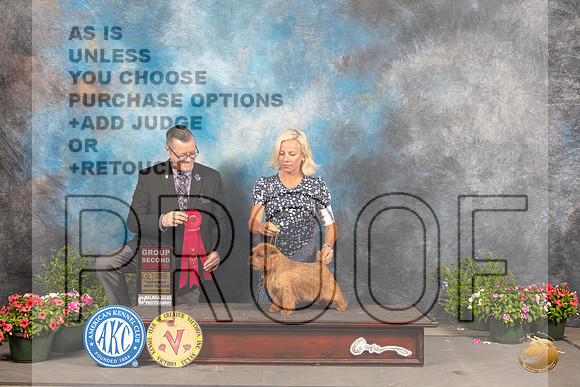 Norfolk Terrier #11 Sat G2 Judge Darryl Vice_MJ_0485_SA_2022_HR3