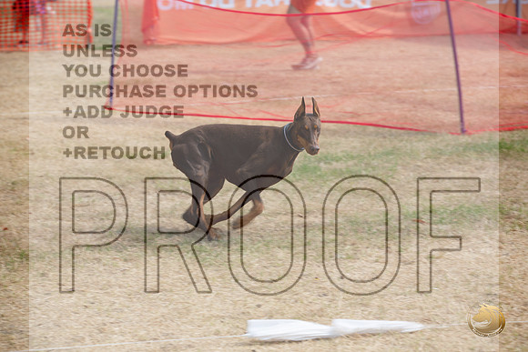 Precision Coursing Longview WA 2024 Doberman Pinscher # _JJL_3494_Longview WA_2024_HR3