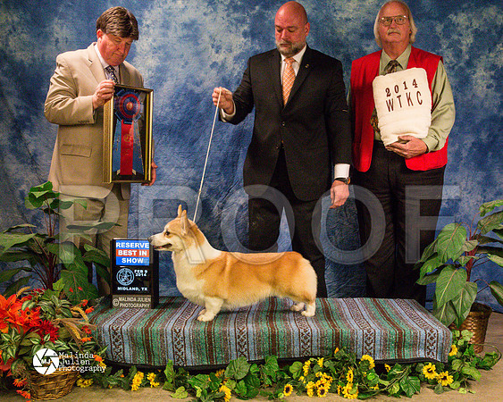 corgiPW-9461-MidFeb14-HR