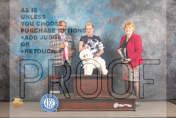 Bichon Frise #20 WED BOS Judge Timothy Catterson_MJ_1908_Houston_2022_HR3