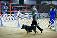 Australian Cattle Dog Specialty Fri Ring