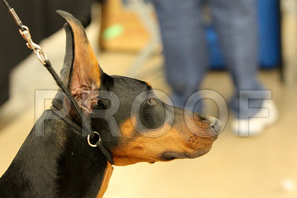 Dobe-9863